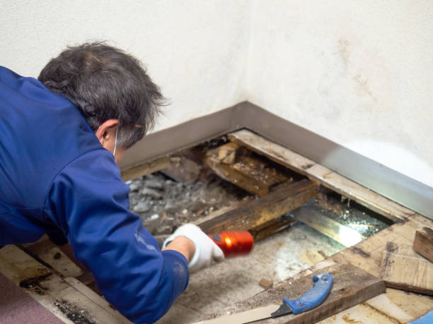 Best Best Mold Removal Companies  in Mont Belvieu, TX
