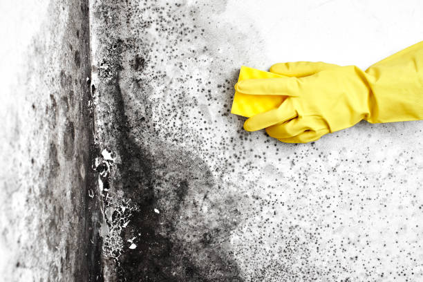 Mold Testing and Removal in Mont Belvieu, TX