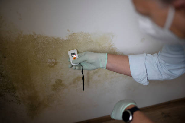 Best Emergency Mold Removal  in Mont Belvieu, TX