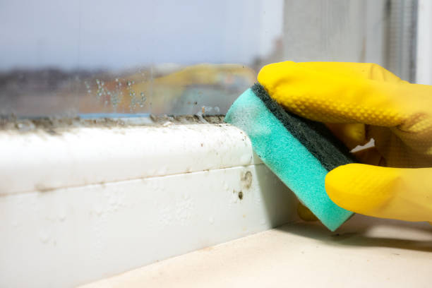 Best Toxic Mold Removal  in Mont Belvieu, TX