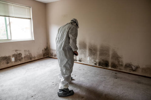 Best Residential Mold Removal  in Mont Belvieu, TX