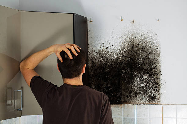 Mont Belvieu, TX Mold Removal Company